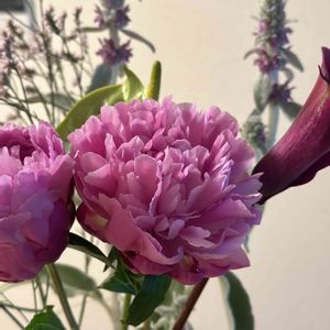 シャクヤク,芍薬,お花屋さん,花のある暮らし,ガラスの花瓶の画像