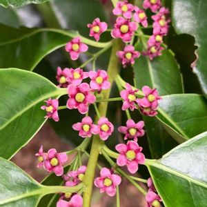 ナナミノキ,懲りない私,神代植物公園,花いろいろの画像