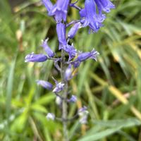 シラー,ナチュラルガーデン,春の庭,富山支部,青色の花の画像