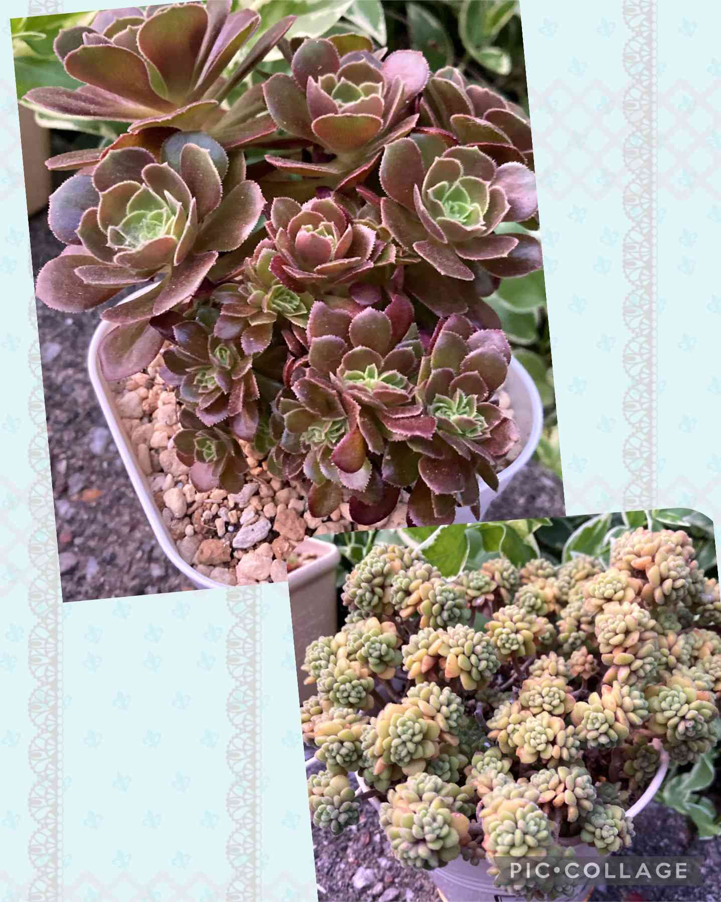 アエオニウム サラダボールの一覧|🍀GreenSnap(グリーンスナップ) アエオニウム サラダボールの一覧|🍀GreenSnap(グリーンスナップ)
