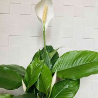 スパティフィラム,モナルダ(ベルガモット),紫陽花 おたふく,紫陽花  メロウピンク,紫陽花  メロウピンクの画像