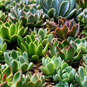 多肉植物と花のある暮らし,多肉植物,多肉大好き,たにく,多肉中毒の画像