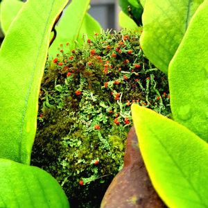 ヒトツバ,コアカミゴケ,苔玉,山野草,常緑シダ類の画像