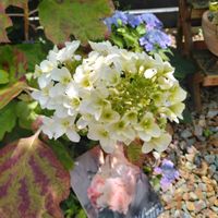 カシワバアジサイ,ヤマアジサイ,記憶がね〜,映画の日,パンフちゃんの画像