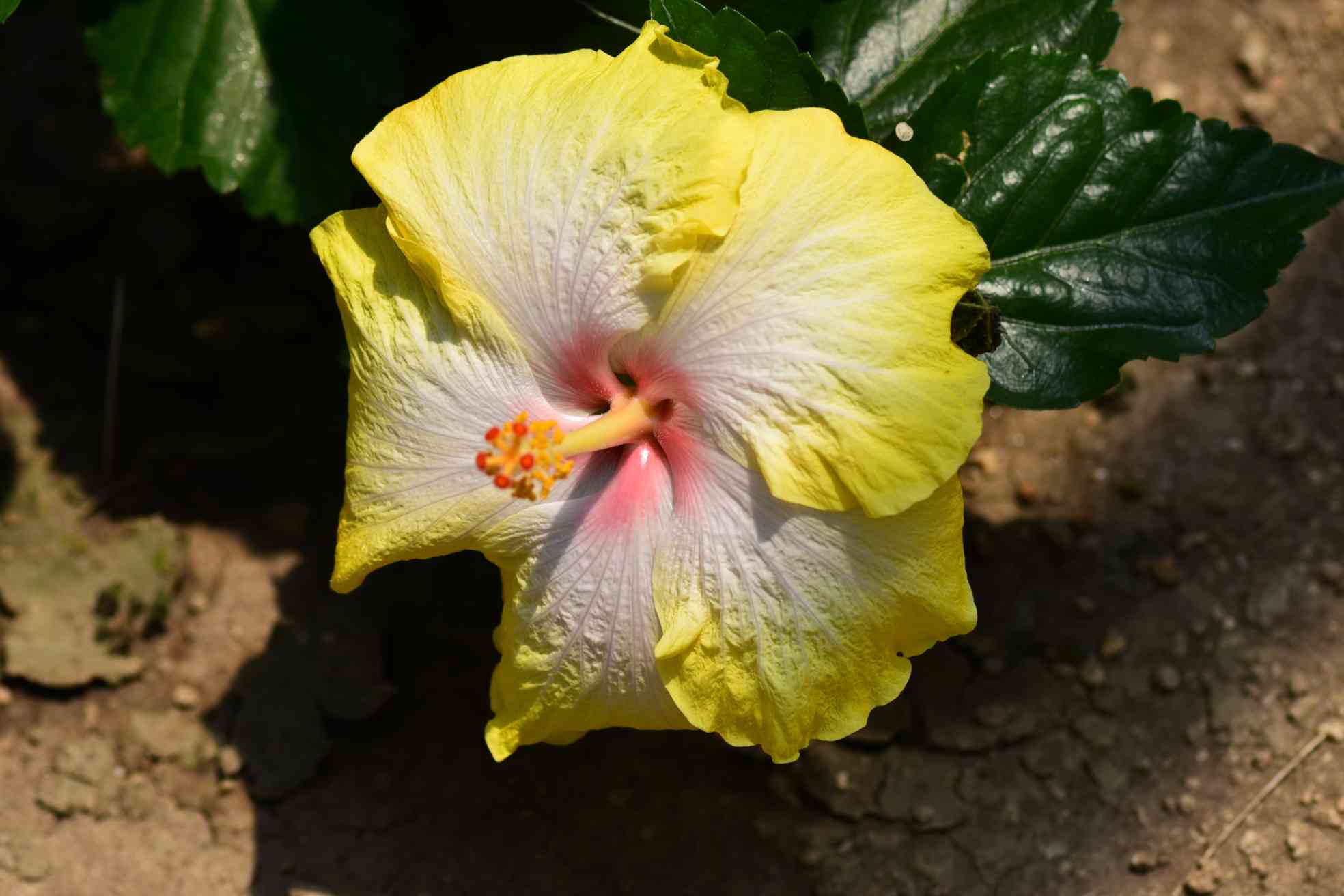 ハイビスカスページ 1717227845428_345242_photo.jpg