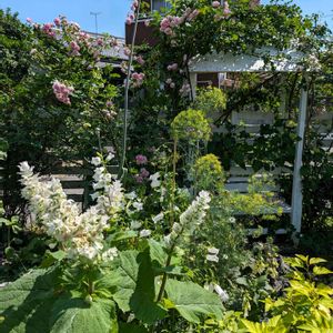 花のある暮らし,癒しの空間,ハーブガーデン,ばら バラ 薔薇,バラの好きな人の画像