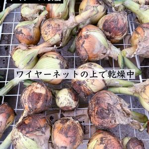 玉ねぎ,タマネギ,プランター野菜,種から,家庭菜園の画像