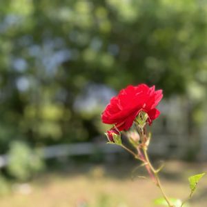 バラ,ハーブガーデン,石ケ谷公園の画像