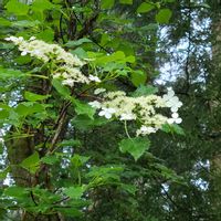 ツルアジサイ,ツルアジサイ,山野草,花のある暮らし,羽鳥湖高原の画像