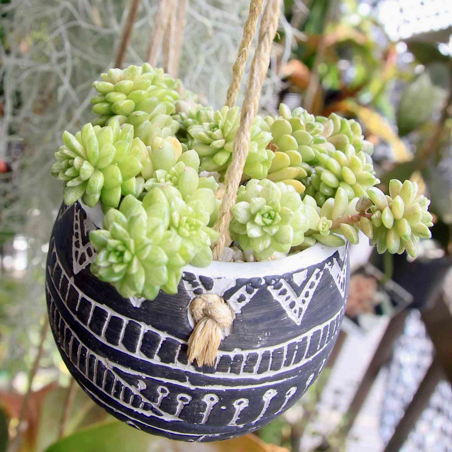 リトルジェム錦の一覧｜🍀GreenSnap（グリーンスナップ）