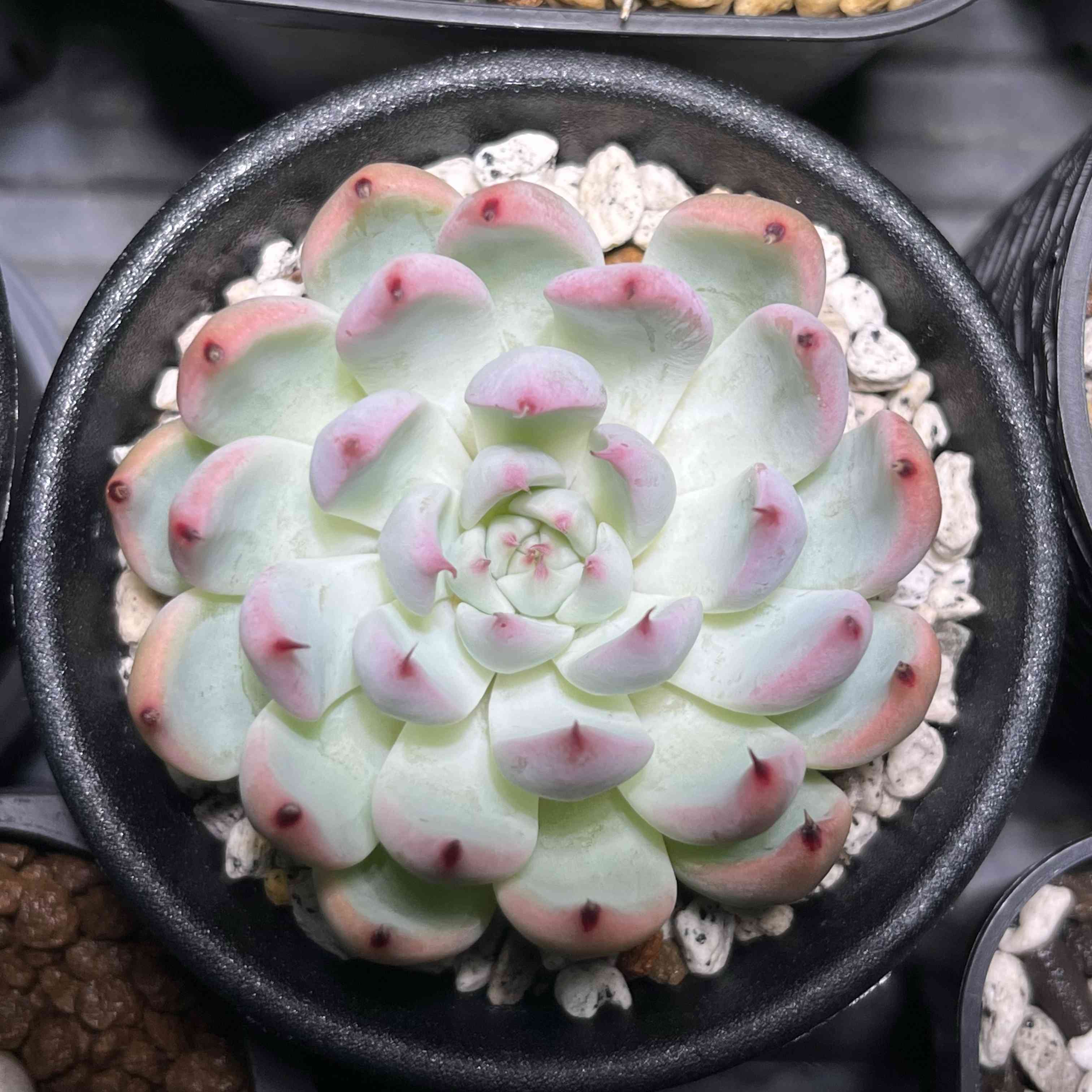 ザラゴーサ sp ノバの一覧｜🍀GreenSnap（グリーンスナップ）