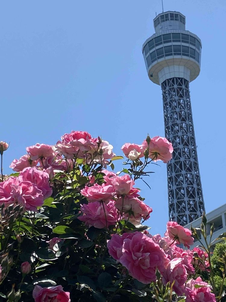 MAYUさんの山下公園への投稿