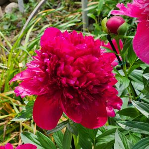 シャクヤク,花のある暮らし,伝統園芸植物,川崎市緑化センターの画像