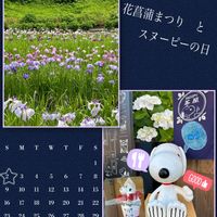 アジサイ,ハナショウブ,ハナショウブ,花菖蒲,おでかけ先の画像