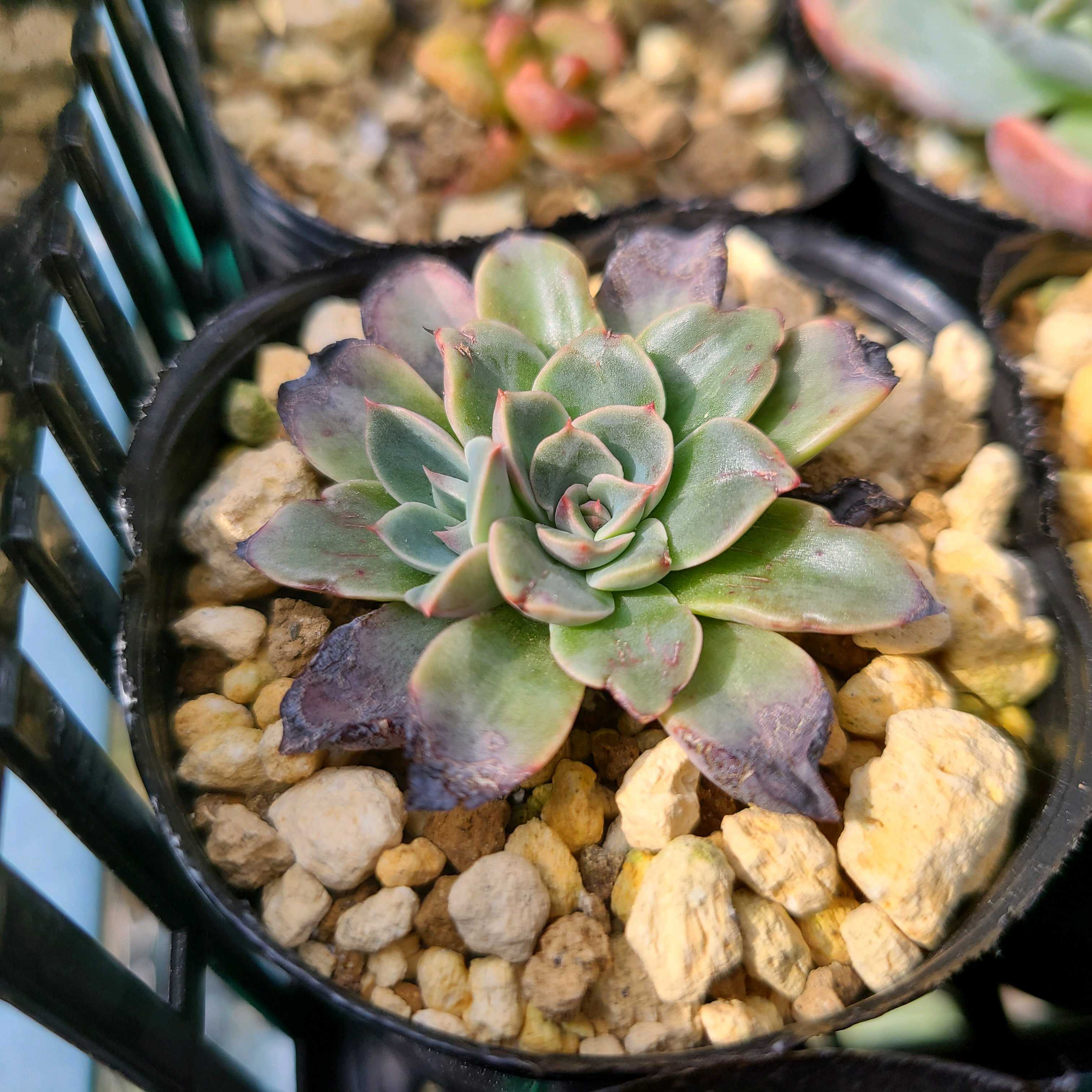 ファンタスティックファウンテンの成長記録✨✨｜🍀GreenSnap