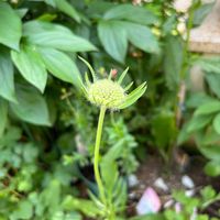 スカビオサ,スカビオサ・コーカシカ ファーマ,開花,お気に入り♡,ホワイトの画像