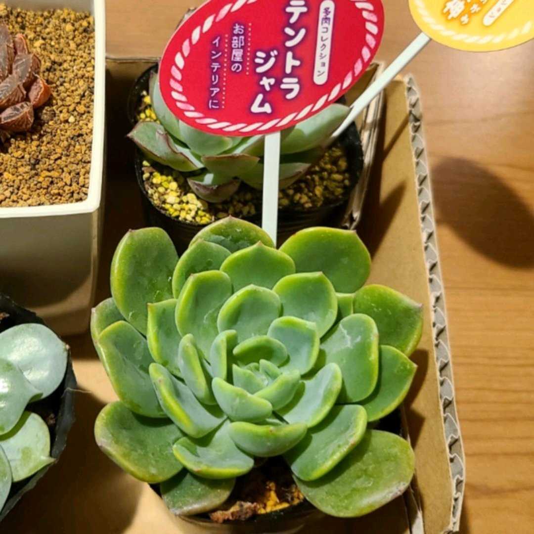 デンドラジャムの成長記録💚🧡｜🍀GreenSnap（グリーンスナップ）