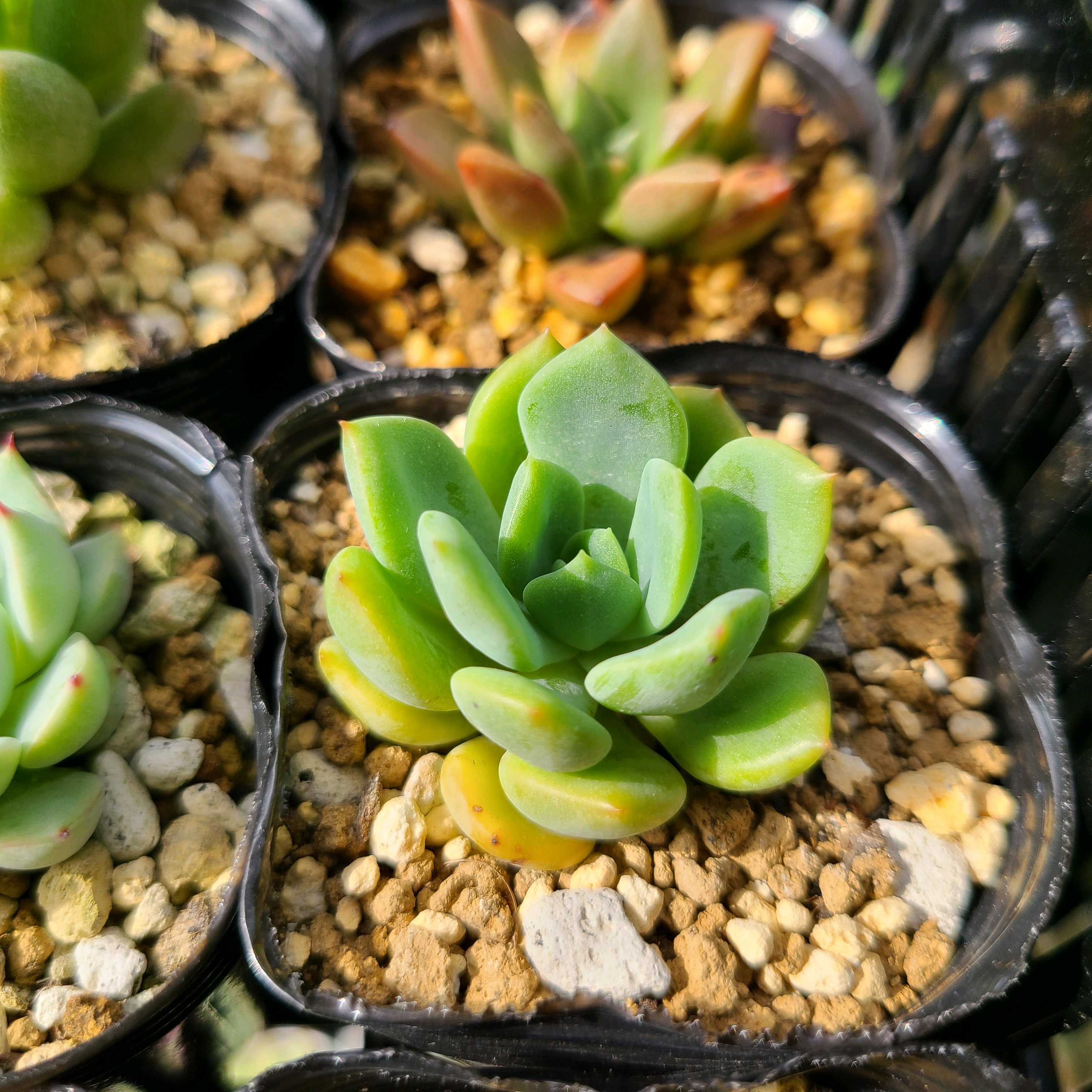 デンドラジャムの成長記録💚🧡｜🍀GreenSnap（グリーンスナップ）