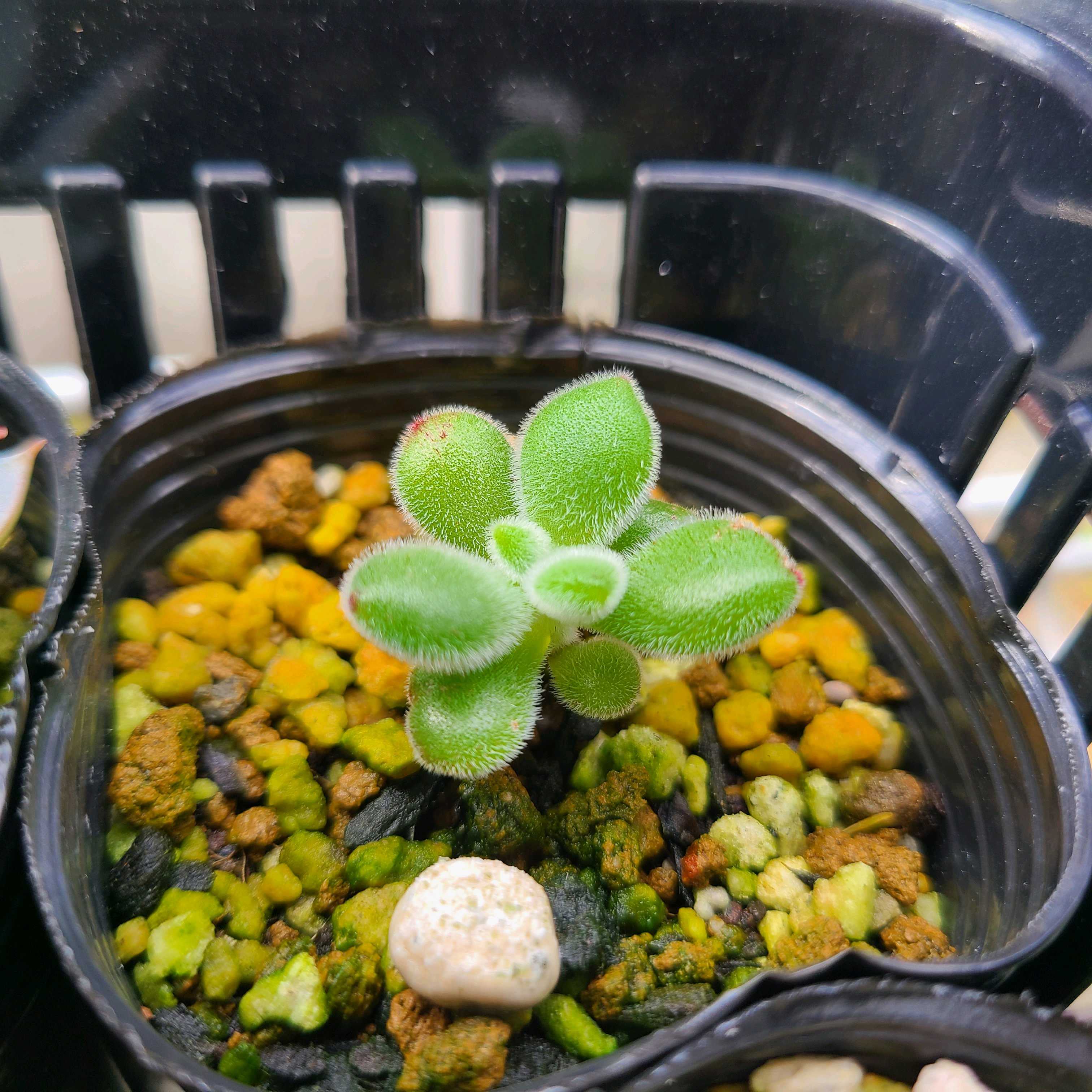錦晃星 の成長記録🍁✨｜🍀GreenSnap（グリーンスナップ）
