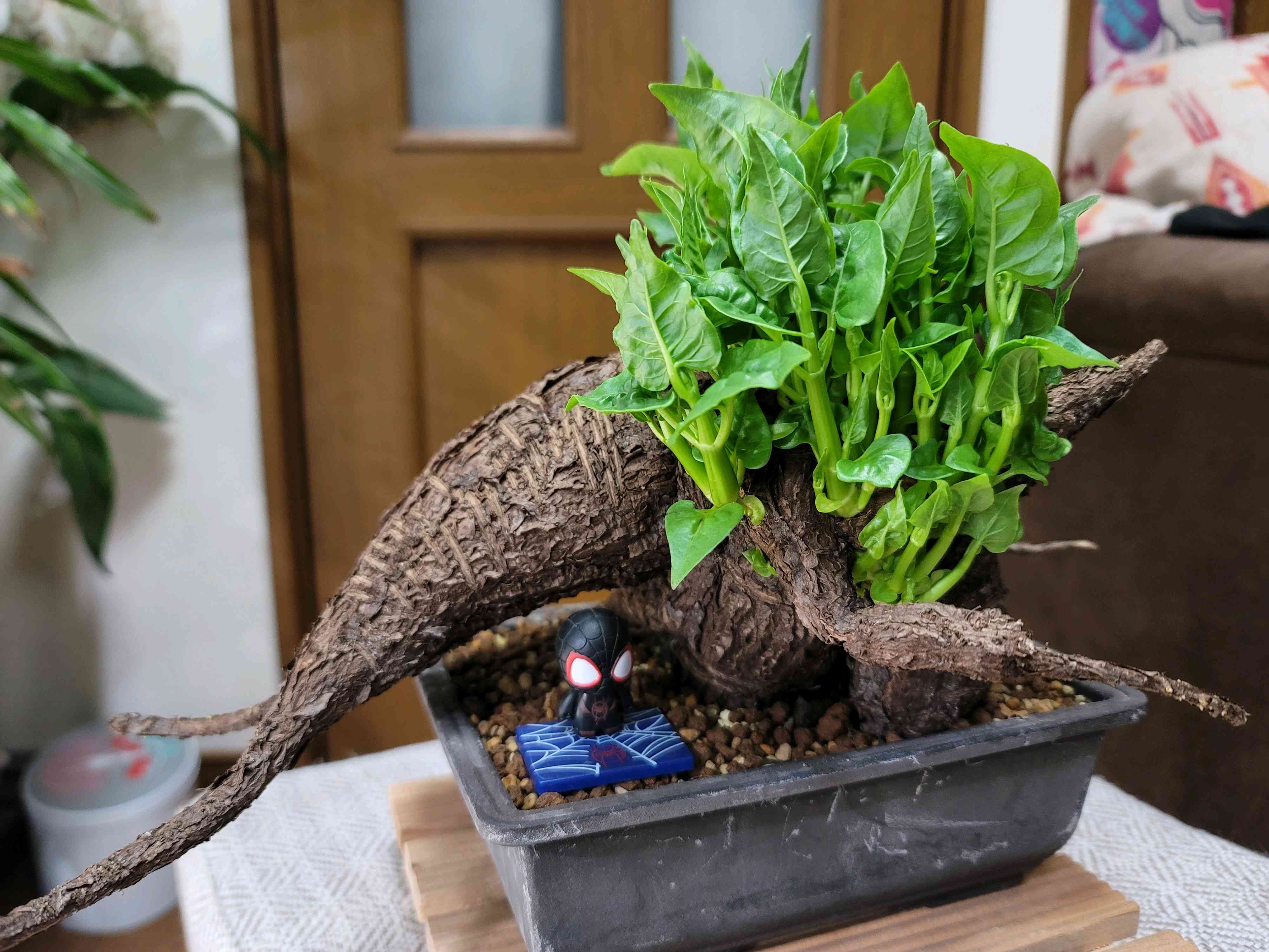 ミラビリス ジャラパ 実生 キングサイズ ミラビリス ジャラパ #01 | BIZARRE GREEN