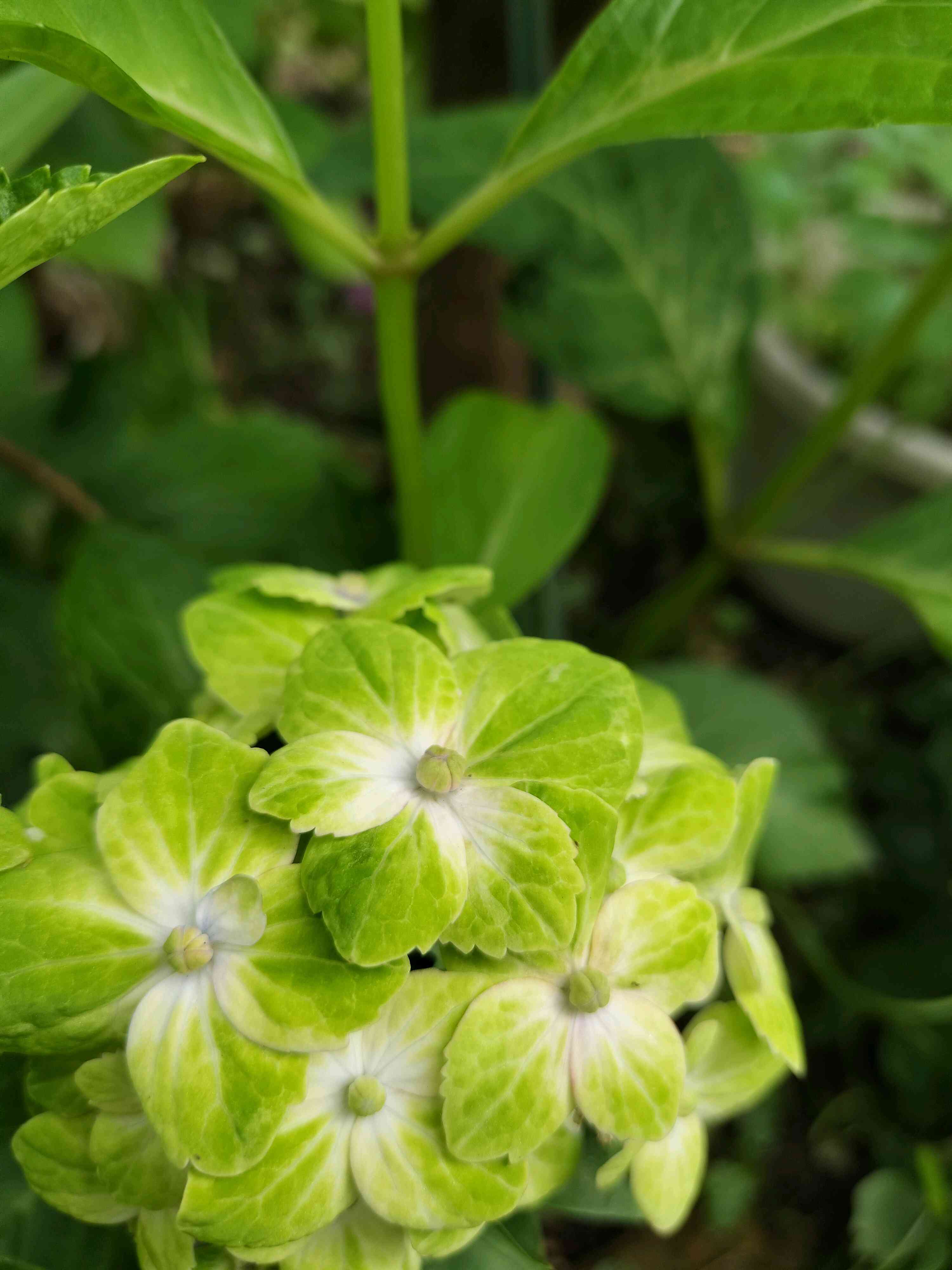 あじさい エスメラルダの一覧｜🍀GreenSnap（グリーンスナップ）