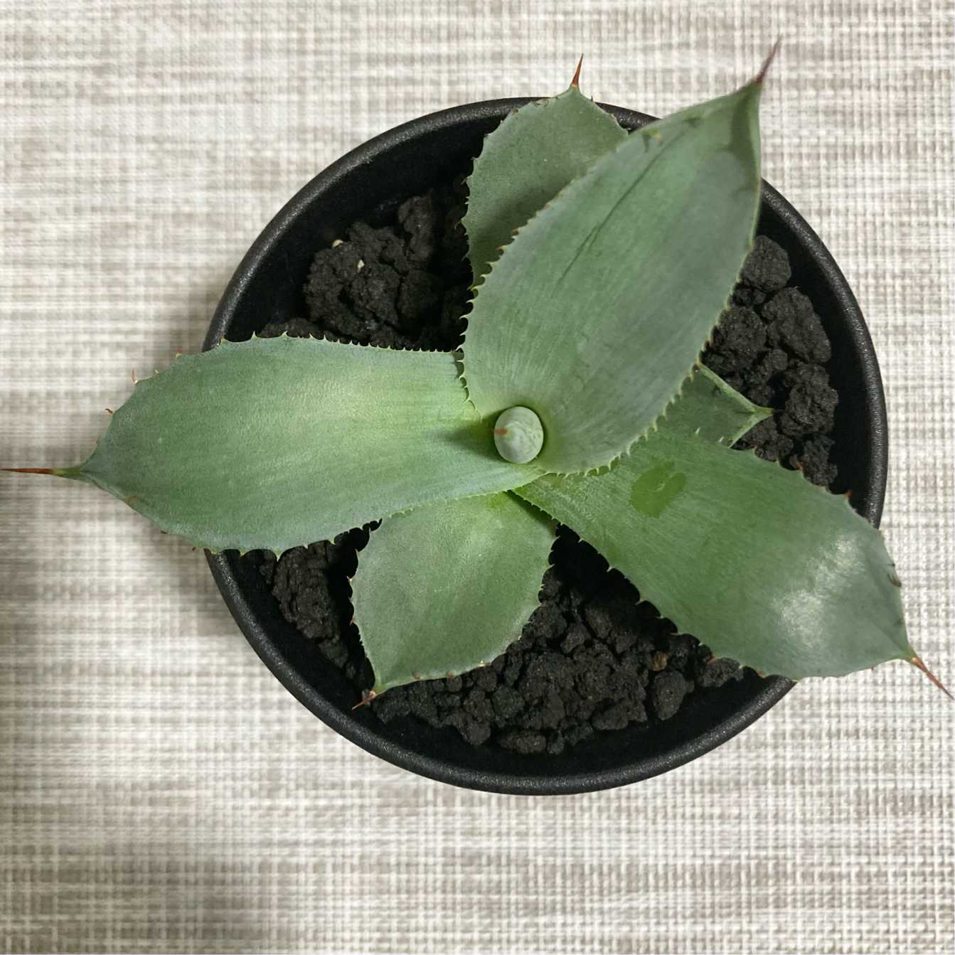アガベ・パリー トランカータ｜Agave parryi var. truncata