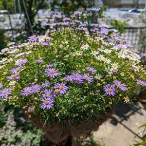 ハンキング,花壇,花のある暮らし,癒しの空間,オープンガーデンの画像