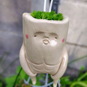 多肉植物,大好き,セダム属,お気に入り♡,ちまちまの画像