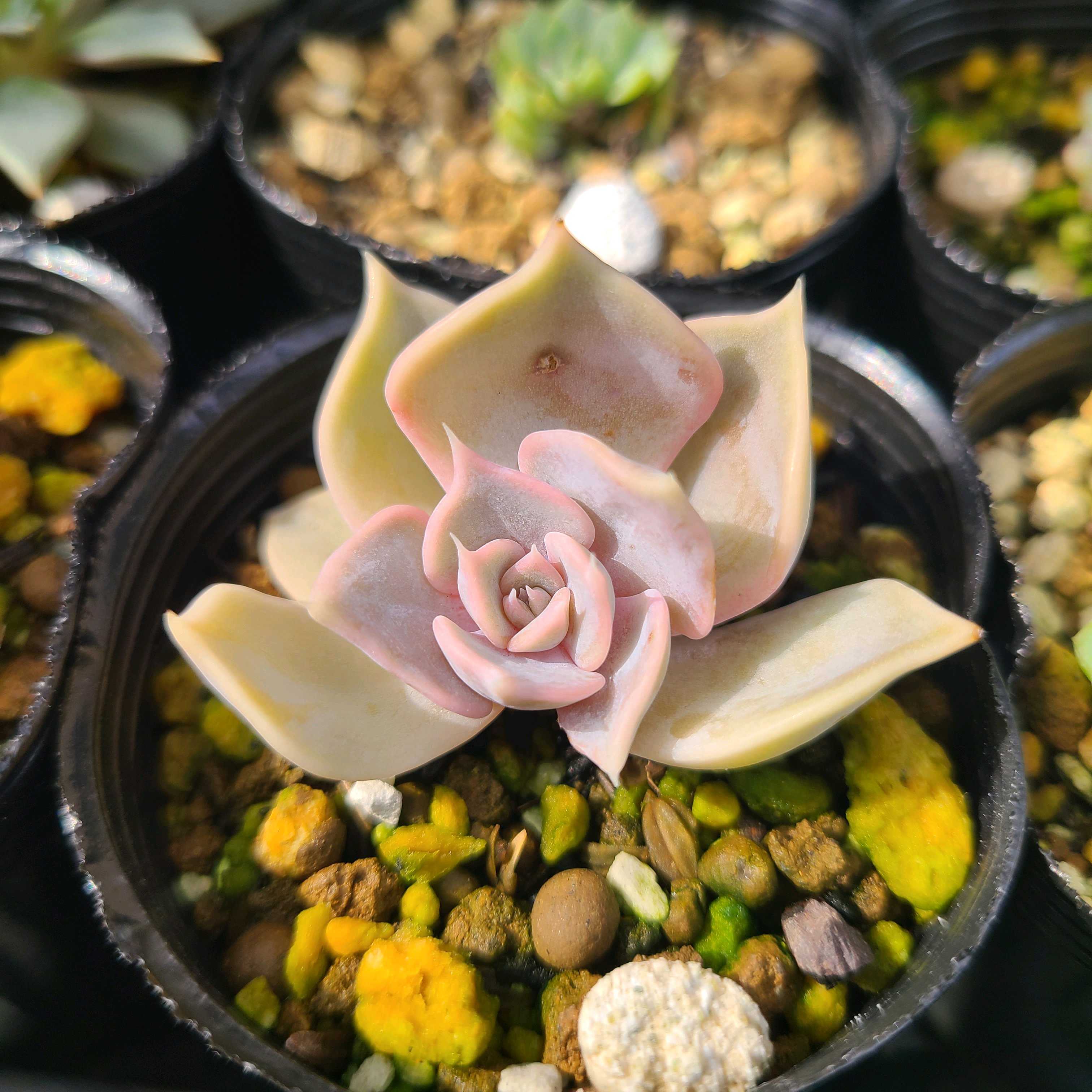 リラシナ ライオネスの成長記録🤍💗｜🍀GreenSnap（グリーンスナップ）