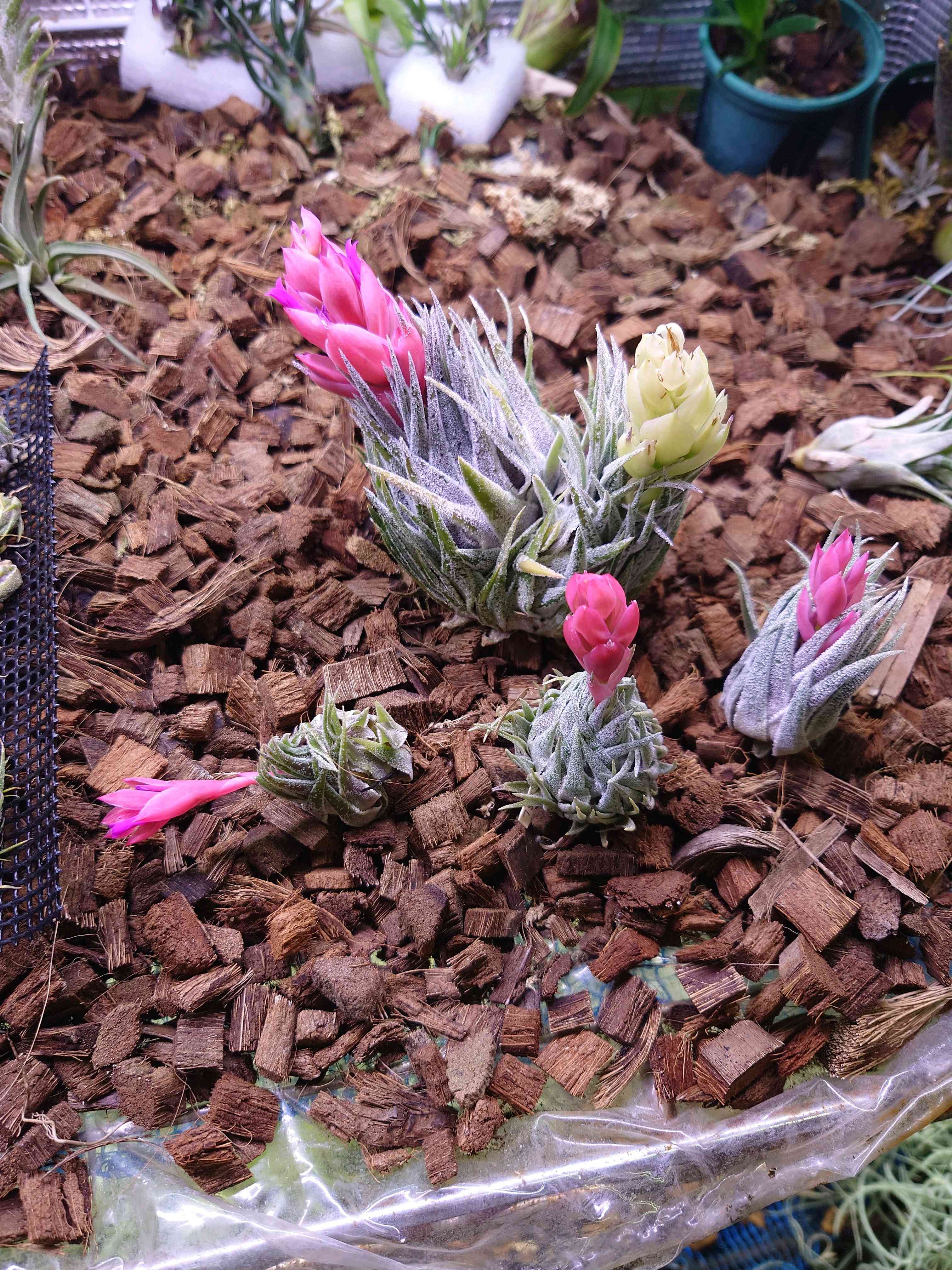 チランジア スプレンゲリアナ 内陸型 【公式通販】 チランジア