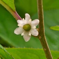 ウメモドキ,ウメモドキ,ウメモドキの雌花,ウメモドキの雌花,ツルウメモドキ　蕾の画像