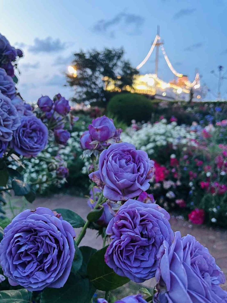 クミピさんの山下公園への投稿