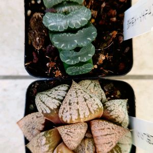 ハオルチア,多肉植物,観葉植物,ガーデニング,グリーンの画像