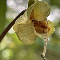 カタクリ,山野草,＊花後ｼﾘｰｽﾞ＊,里山での出会い❁¨̮,はじっコの玉ボケ集‪ෆ‪.*･ﾟの画像