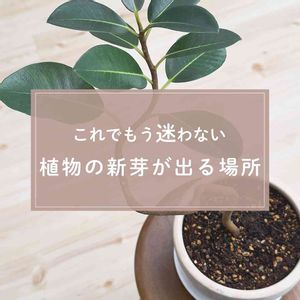 観葉植物,ガーデニング,緑のある暮らし,植物のある暮らし,肥料の画像