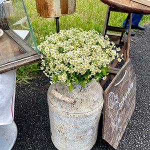 アジサイ,ユーカリ　ロングリーフ,昭和記念公園,雑貨,アンティークの画像