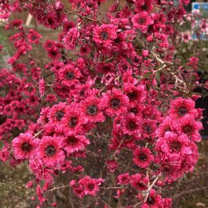 温室,レッド,百合が原公園,お出かけ先の画像