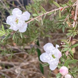 温室,ホワイト,百合が原公園,お出かけ先の画像