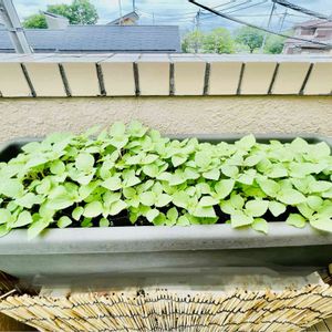 大葉,プランター野菜,自家製野菜,シソ(大葉)の画像