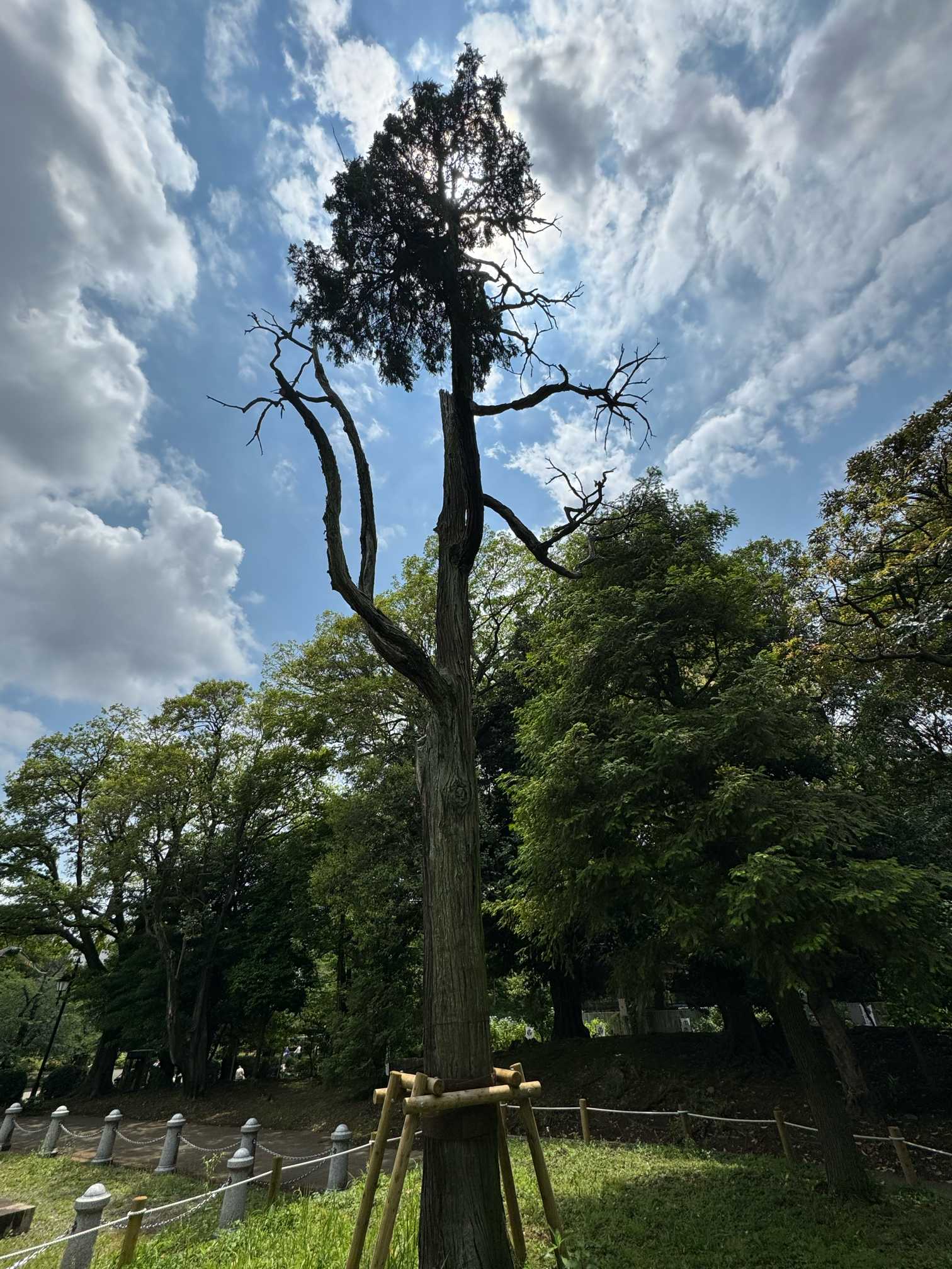 ちょこっと散歩 ⭐︎17 上野公園 ロウソン檜 泰山木 2024.6.2