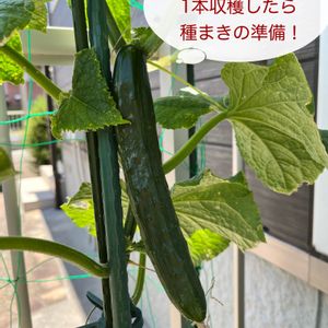 キュウリ,きゅうり,プランター野菜,種から,家庭菜園の画像