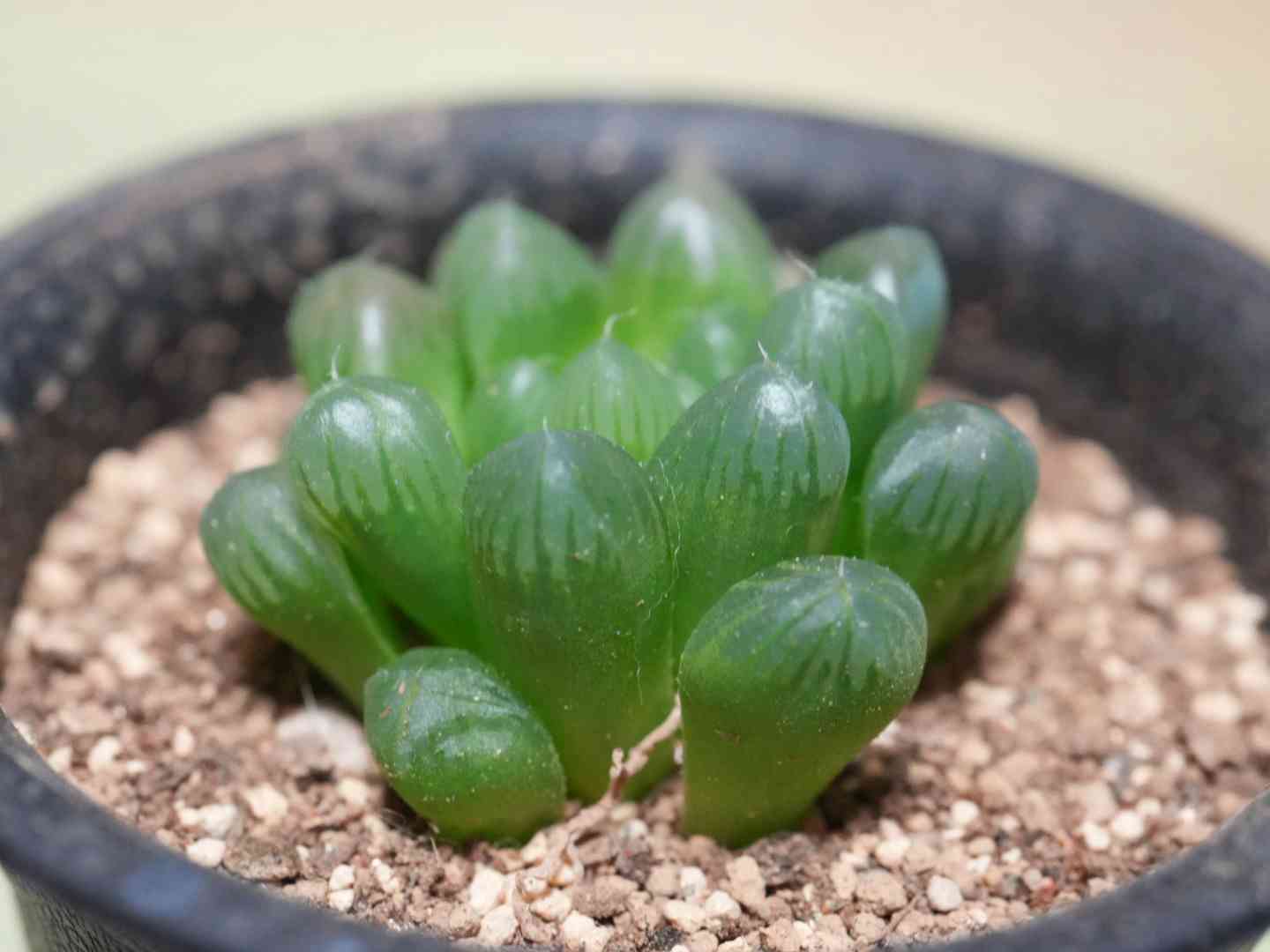 ハオルチア レツーサ 寿の一覧｜🍀GreenSnap（グリーンスナップ）