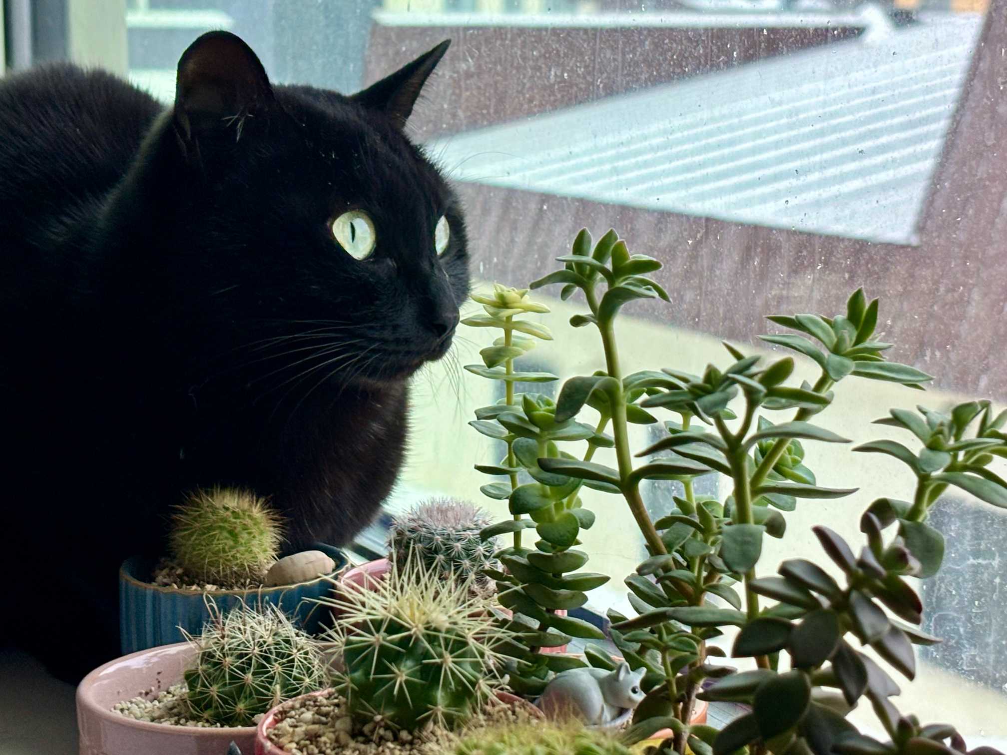 北海道多肉初心者の日記｜🍀GreenSnap（グリーンスナップ）