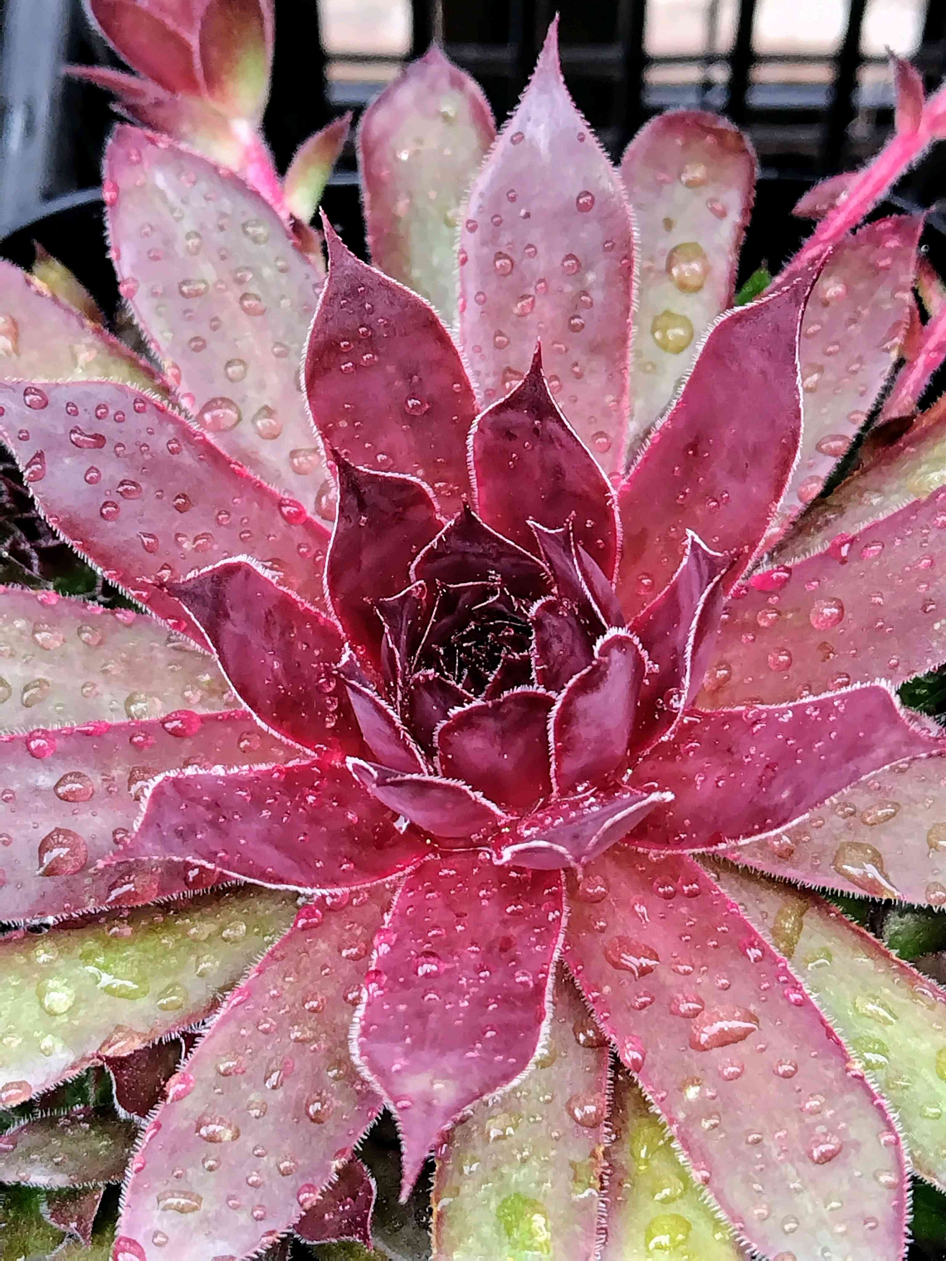 センペルビウム ストロベリー キウイの一覧｜🍀GreenSnap（グリーン