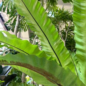 観葉植物達,シマオオタニワタリ,観葉植物,大型観葉植物の画像