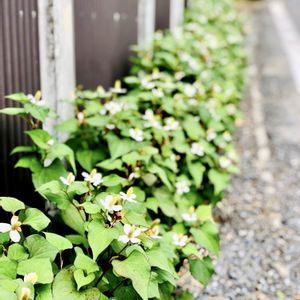 ドクダミ,山野草,ハーブを楽しむ,和ハーブ,ドクダミチンキの画像