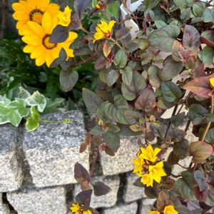 ニンニク,可愛い,葉っぱ好き,お花大好き♡,家庭菜園初心者の画像