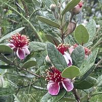 フェイジョア,花壇,ガーデニング,庭木,山野草の画像