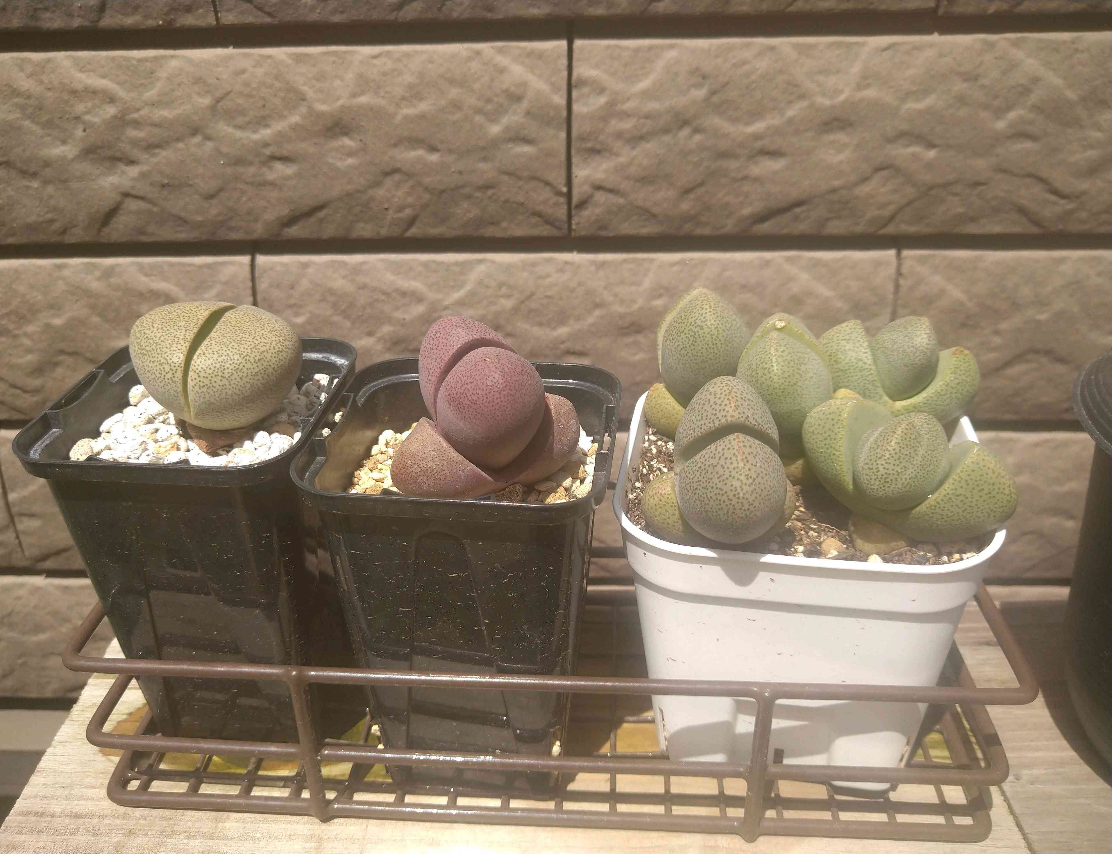 1717462375123_314119_p_2024060