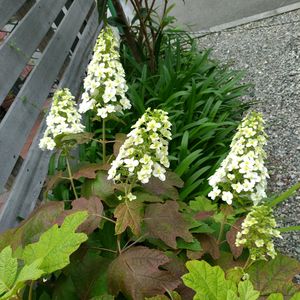 カシワバアジサイ,季節の花,お隣の庭,フェンスの画像